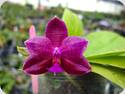 P. Helen Ng (Coral Isles x violacea)